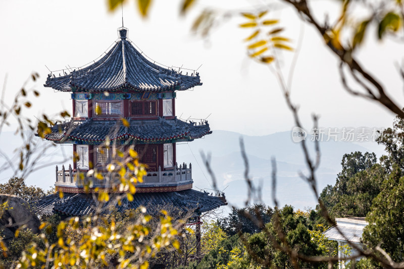 古建筑前的枝叶特写