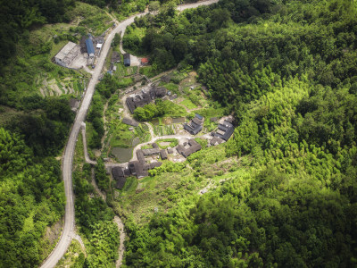 高山流水松树林