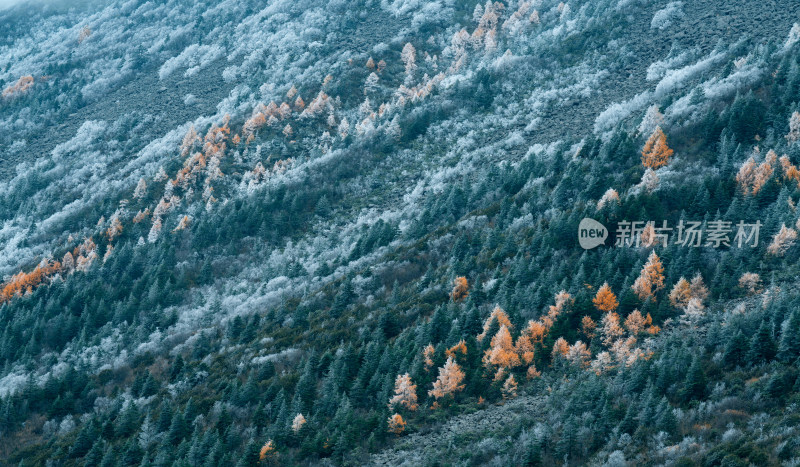 雪后的松林