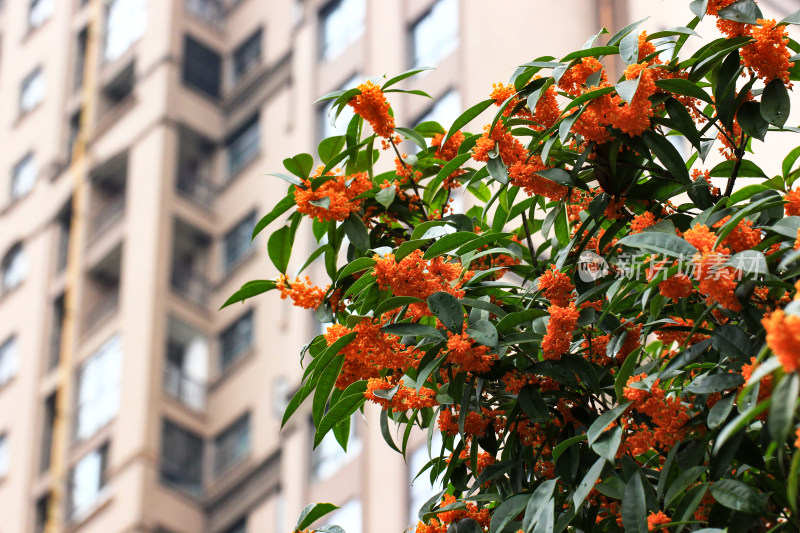 建筑周围的桂花盛开