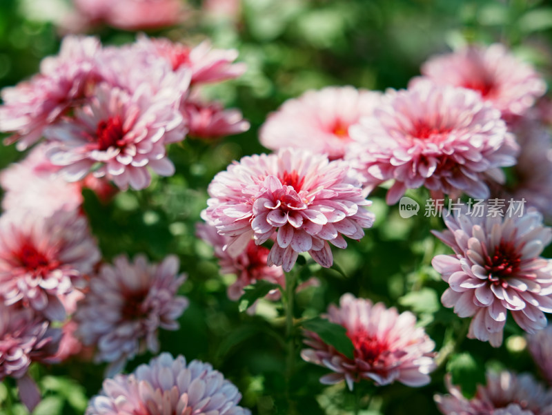 粉色菊花特写