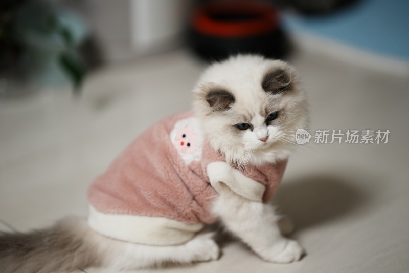 家里穿的衣服的小奶猫