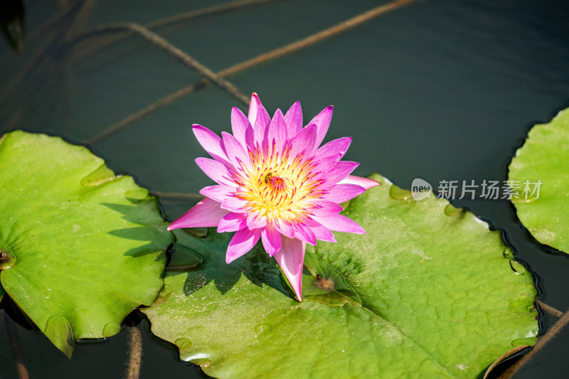 池塘里盛开的荷花特写