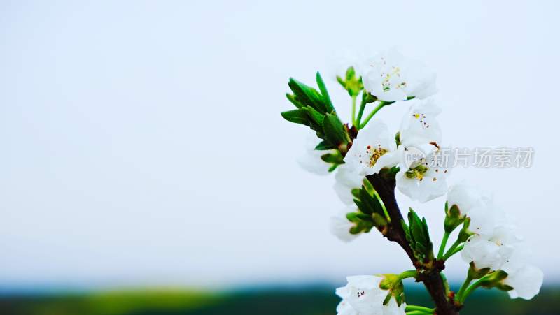 鲜花梨花盛开