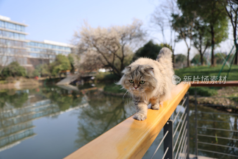 杭州阿里巴巴西溪园区在栏杆上行走的猫