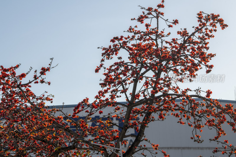 春天南粤盛开的木棉花