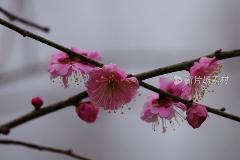 粉色梅花特写