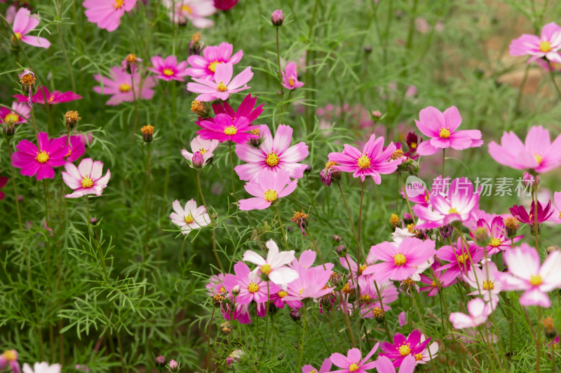 夕阳下的格桑花或波斯菊