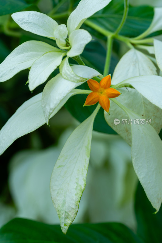 上海辰山植物园玉叶金花微距特写