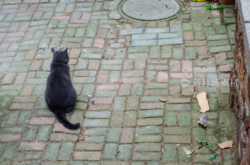 院中一只黑猫的背影