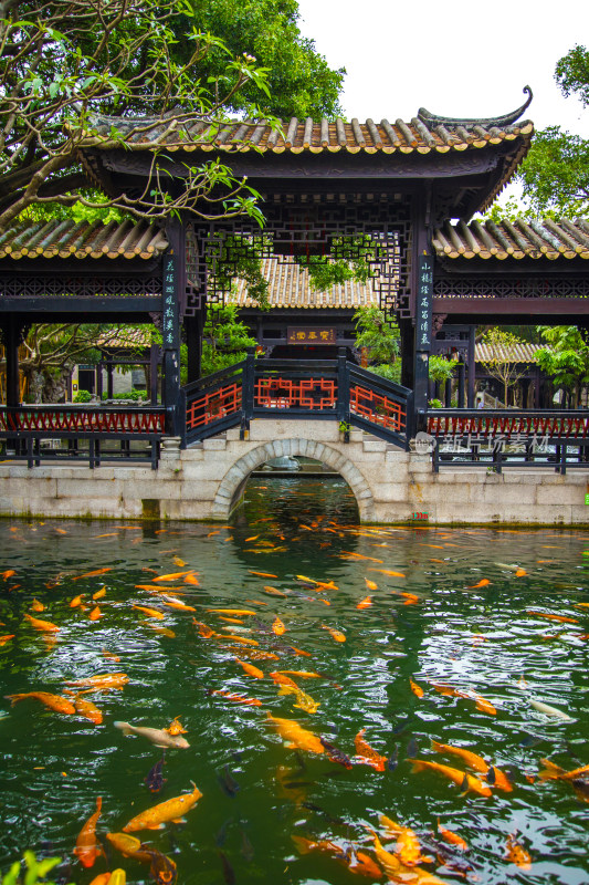 中式园林池塘锦鲤景观