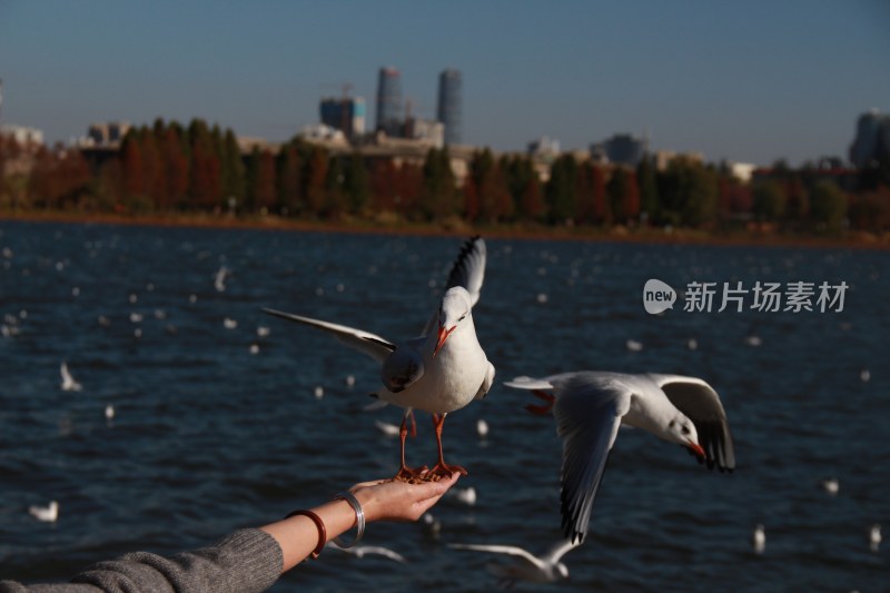 不一样的海鸥