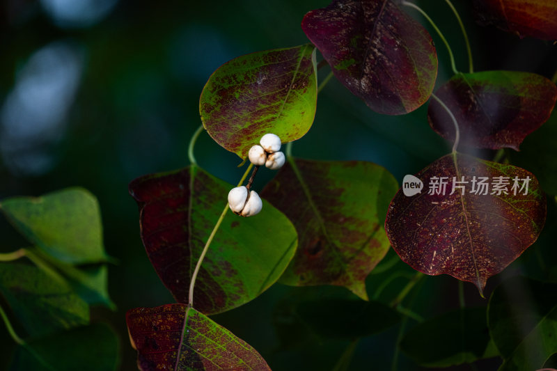 植物枝叶与白色果实特写