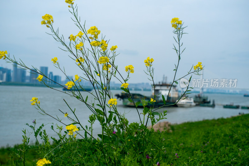 江边生长的油菜花与江景相映成趣