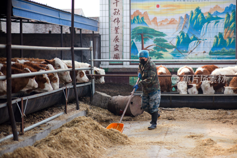 养牛工人正在给小牛喂饲料