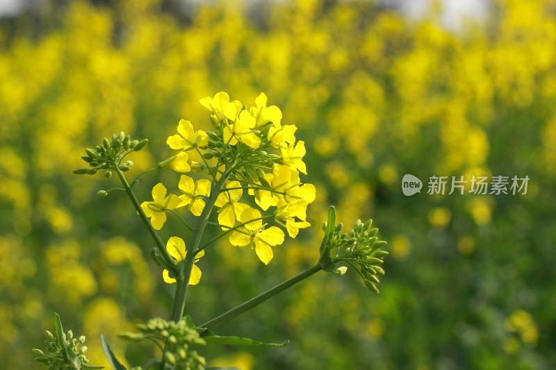 油菜花盛开