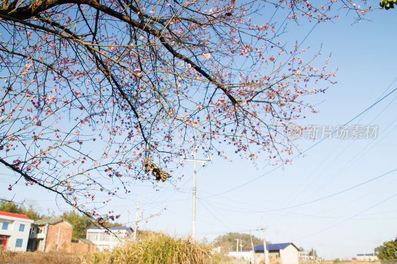 村头春日里盛开着花朵的红梅花树枝景象