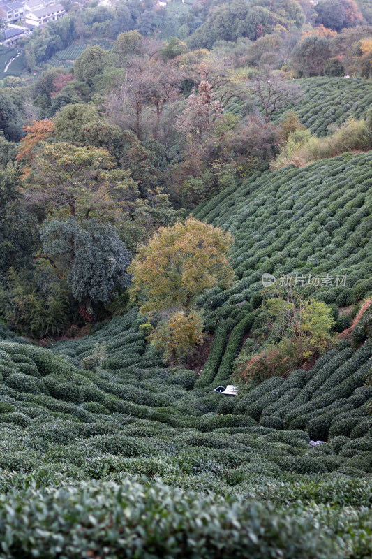 杭州龙井树十里锒铛茶园