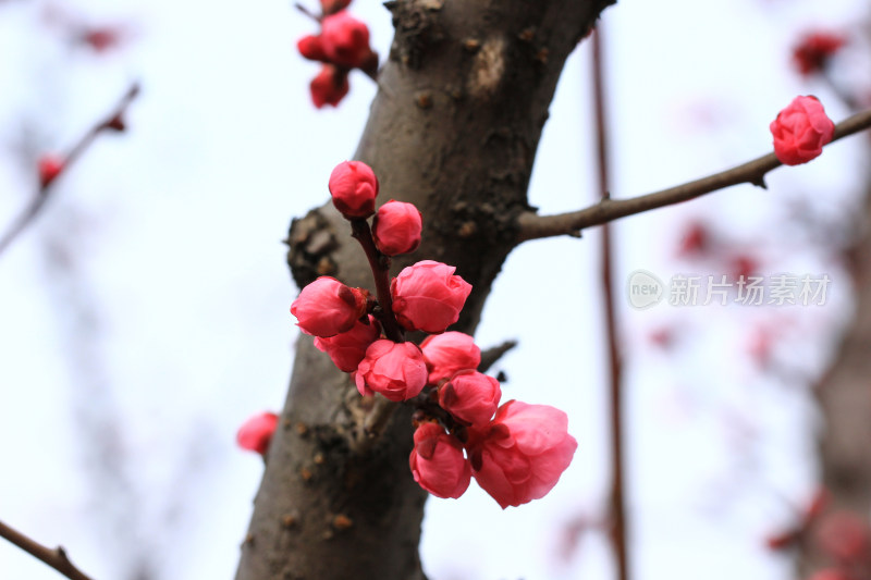 立春时节含苞怒放的红梅