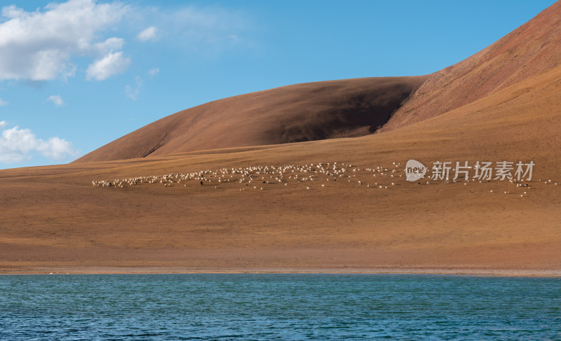 湖边山坡上的羊群
