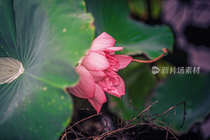 夏天雨后的荷花挂满水珠