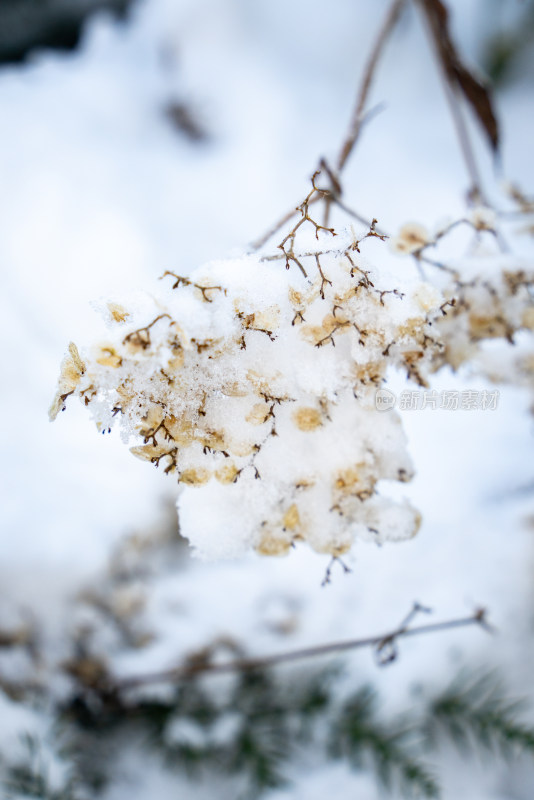 冬天冰雪中的植物