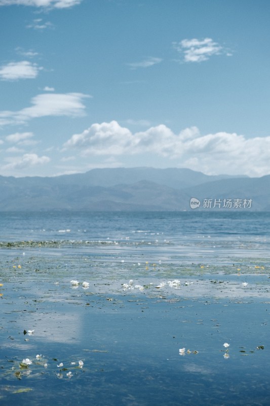 洱海水面上漂浮水性杨花的湖泊自然风光全景