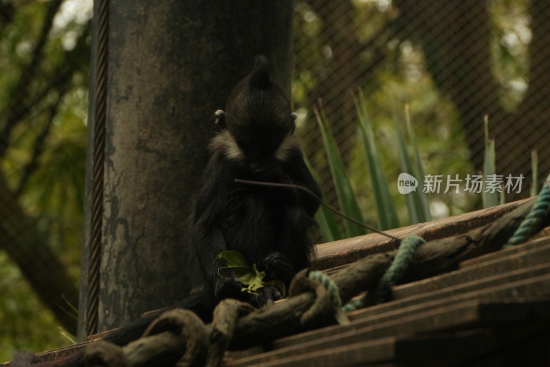 黑叶猴手持枝叶蹲坐于设施上的画面