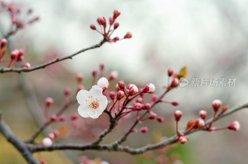 春天盛开的一朵紫叶李花朵