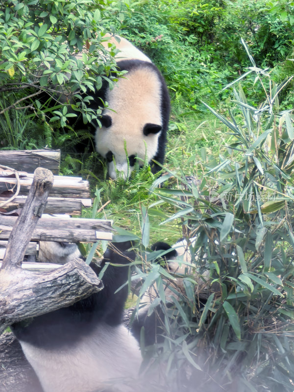 成都大熊猫繁育研究基地的大熊猫