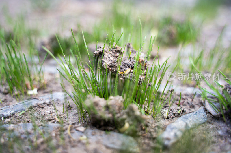 小草发芽顶开泥土