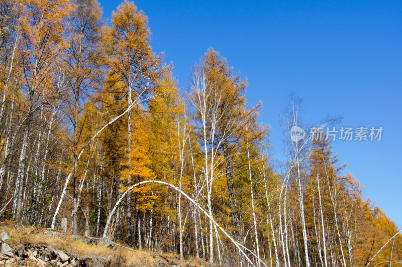 长白山景区森林秋色