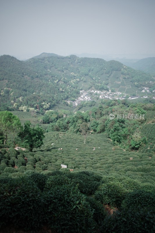 山坡上的大片茶园景观