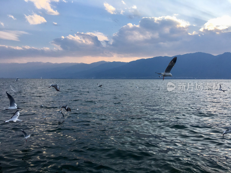 日落时分的大理洱海和海鸥