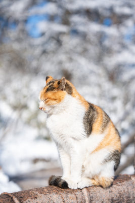 雪地中坐着的橘白相间猫咪