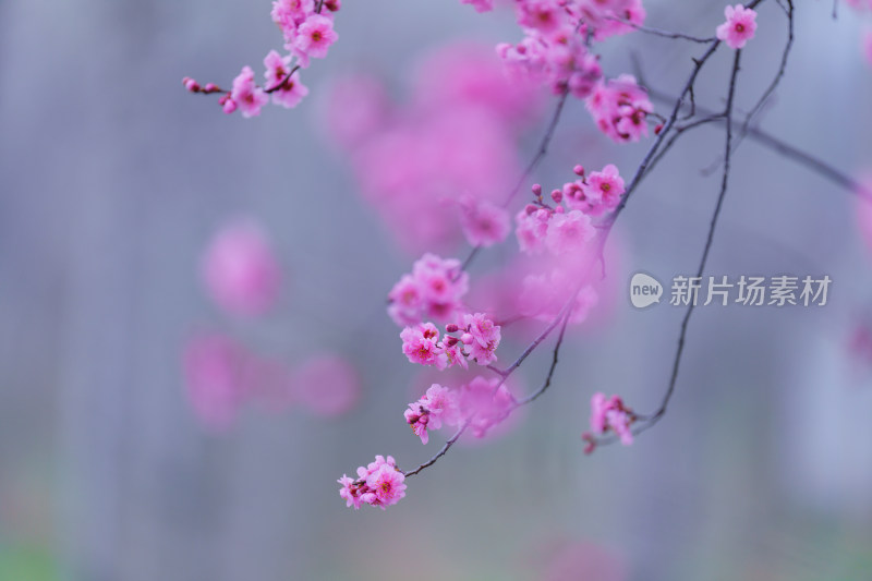 粉色梅花唯美花枝