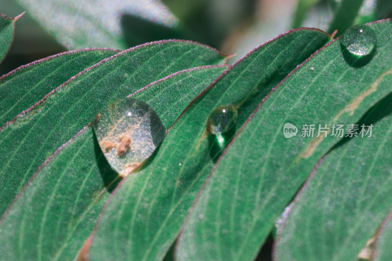 叶上雨滴的特写镜头