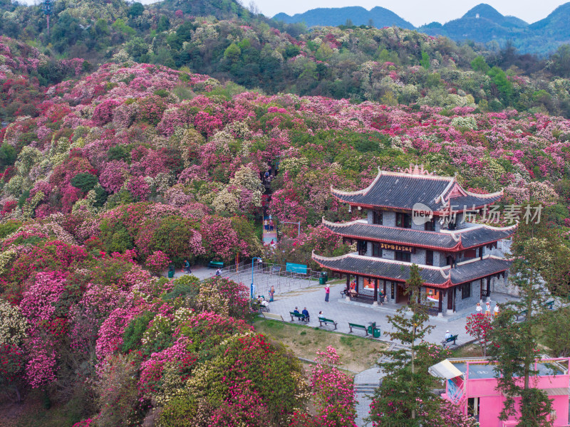 贵州百里杜鹃山间盛开的烂漫杜鹃花