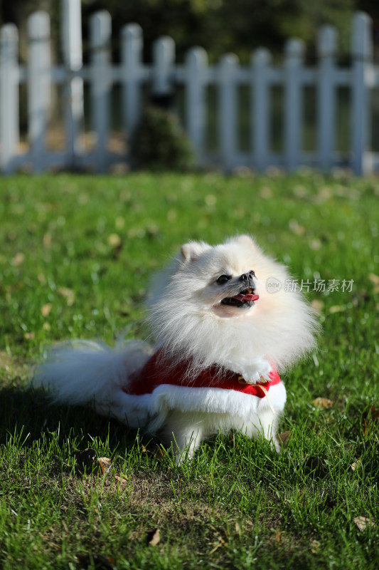 坐在草地上穿红色衣服的白色博美犬