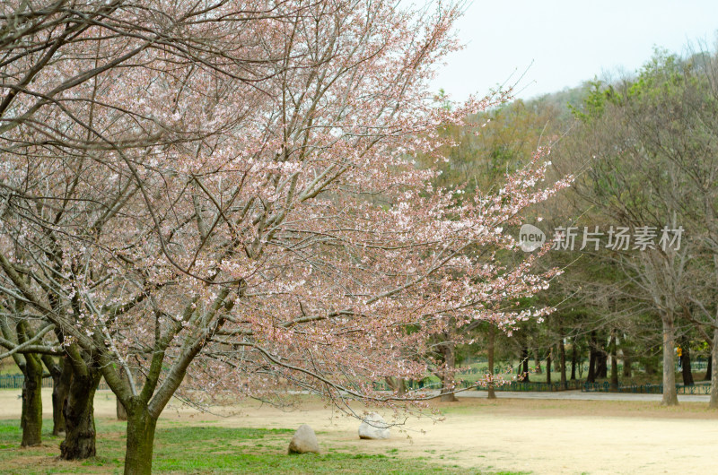 青岛中山公园初春还未完全开放的樱花