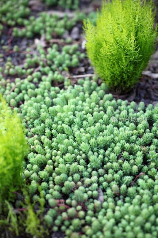 绿色植物特写