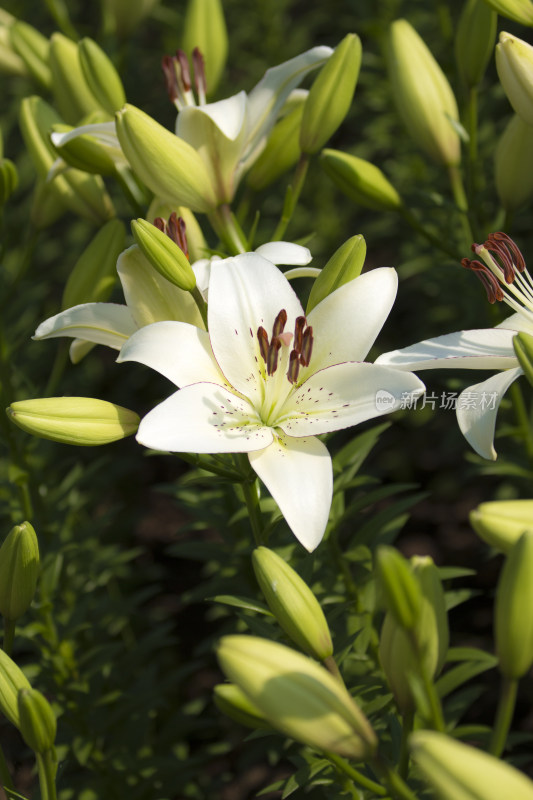 芬芳漂亮百合花