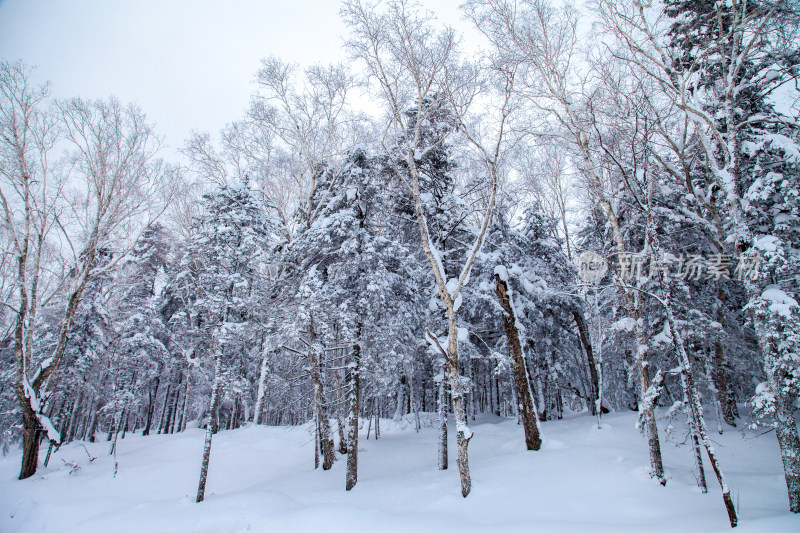 黑龙江 双峰林场 雪乡