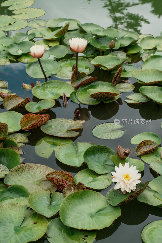 北京国家植物园睡莲