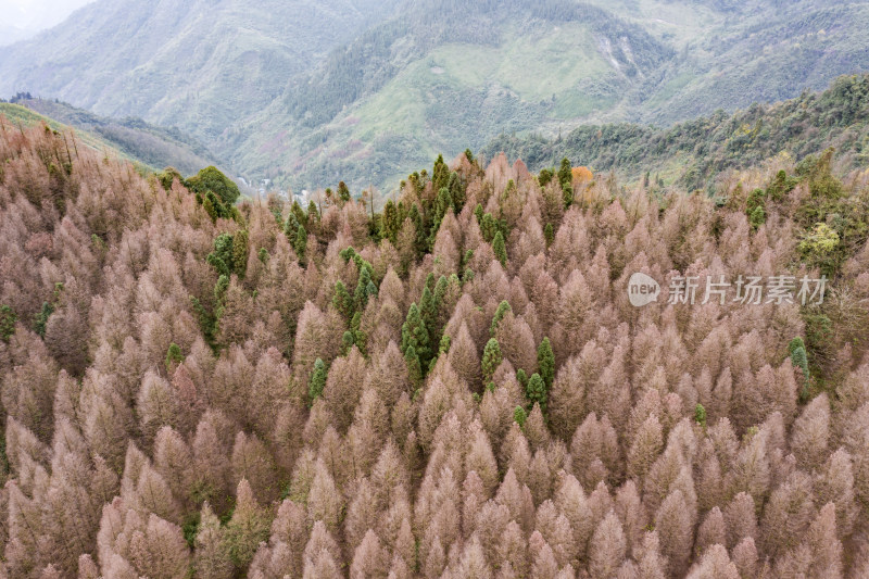 秋日山林的色彩交响彩林风光