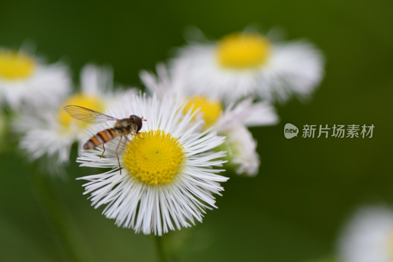 蜜蜂飞到花朵上采花粉