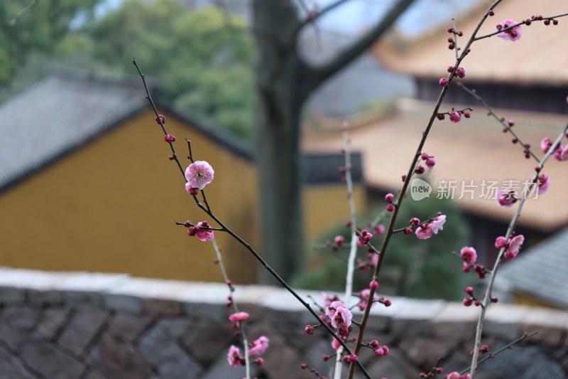 古建筑前盛开的粉色梅花树枝特写