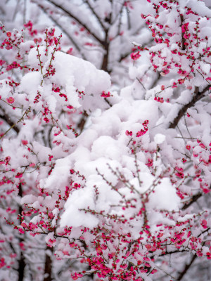 下雪后的梅花