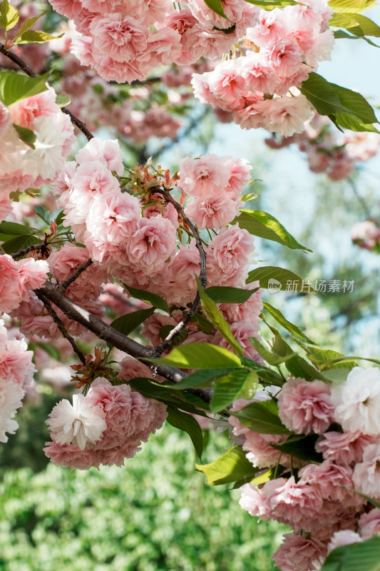 北京朝阳公园樱花