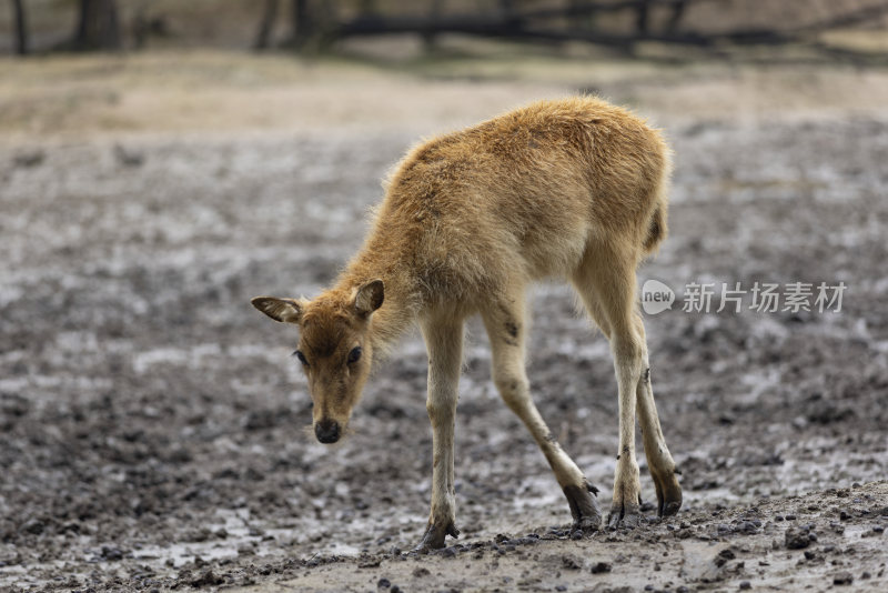 江苏盐城野生生态麋鹿麋鹿园